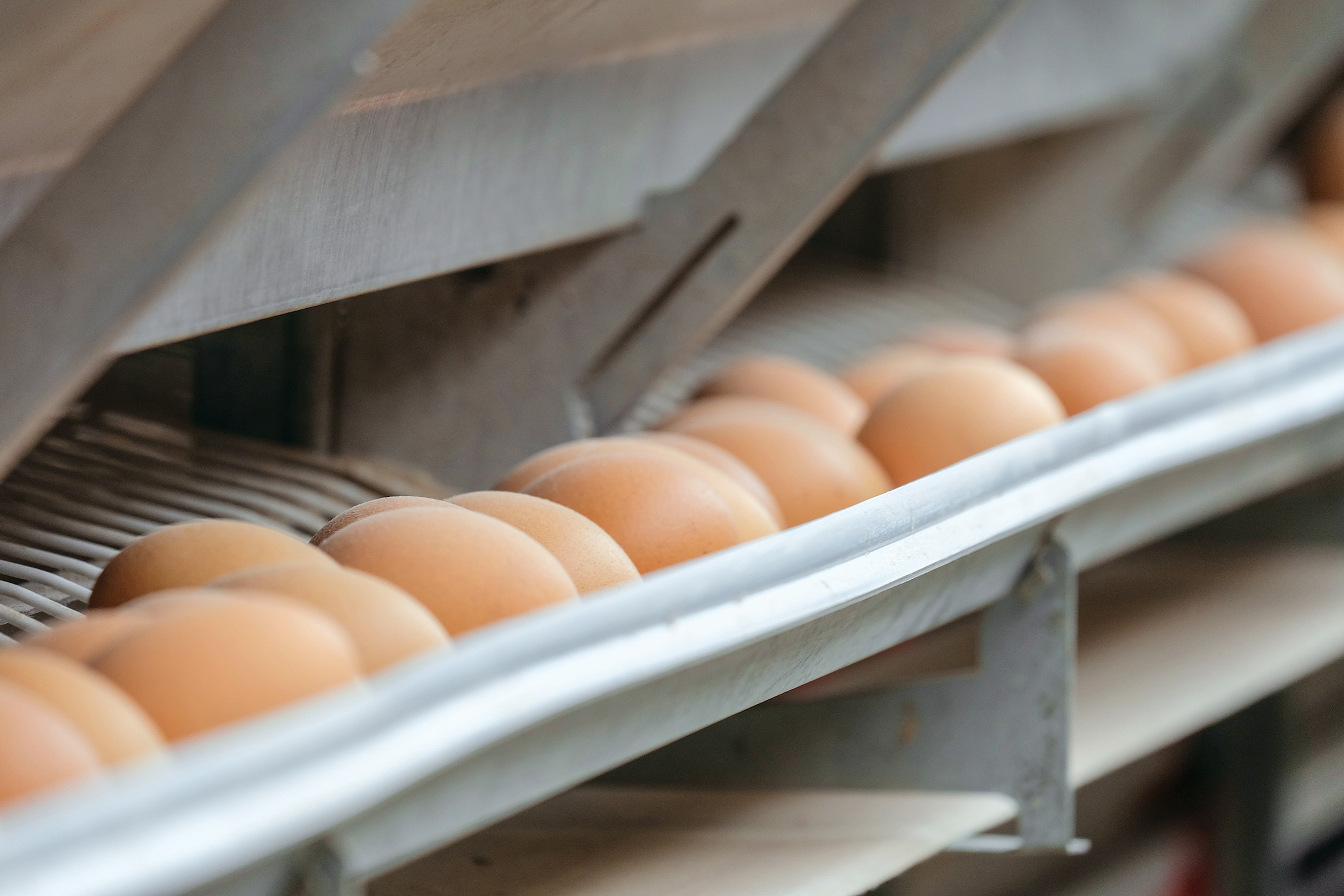 processed-egg-products-antitrust-settlement