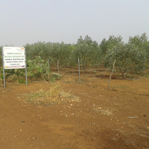 fmnr - farming aug16 (11)