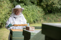 Thumbnail of bee hives at the pavilions