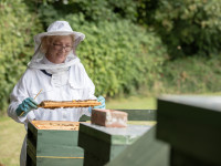 Thumbnail of bee hives at the pavilions