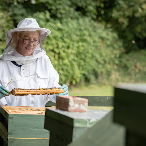 Tile image of bee hives at the pavilions