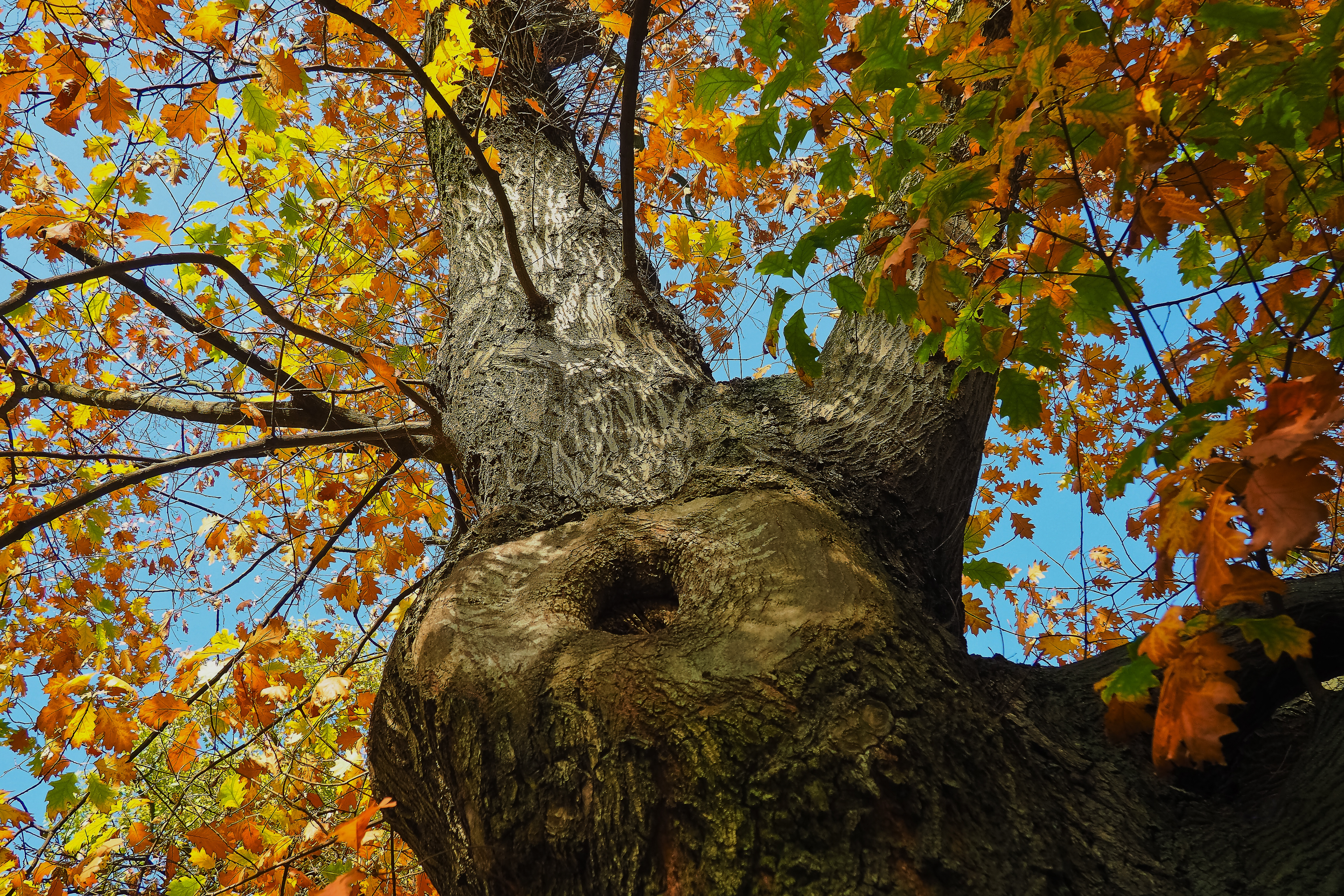 Deciduous tree - Canva