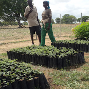 fmnr - farming aug16 (8)